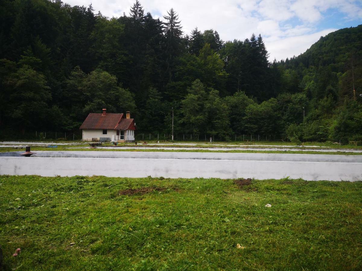 Floarea Reginei Hotel Statiunea Climaterica Sambata Eksteriør billede